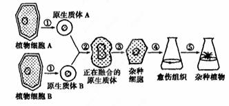 細胞工程技術在現(xiàn)代生活中的廣泛應用 從植物體細胞雜交到單克隆抗體